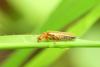Cantharis sp.